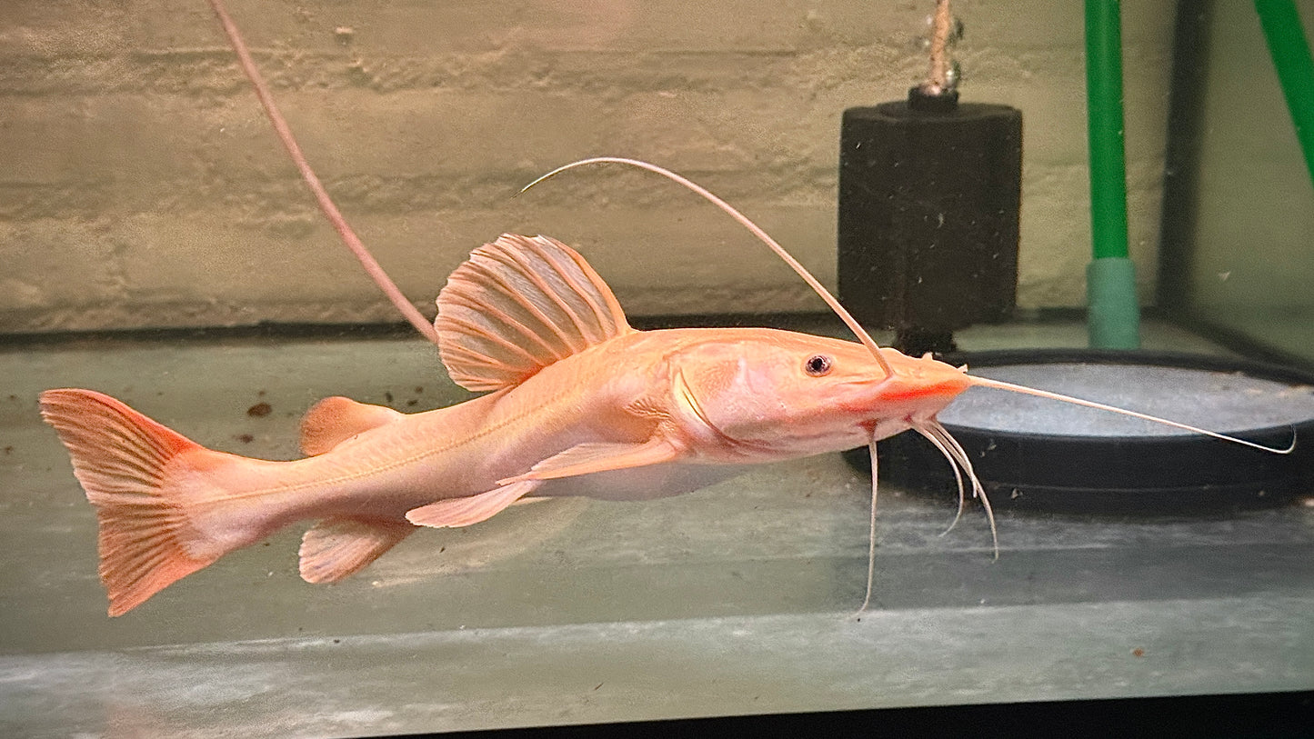 ALBINO REDTAIL CATFISH 30CM