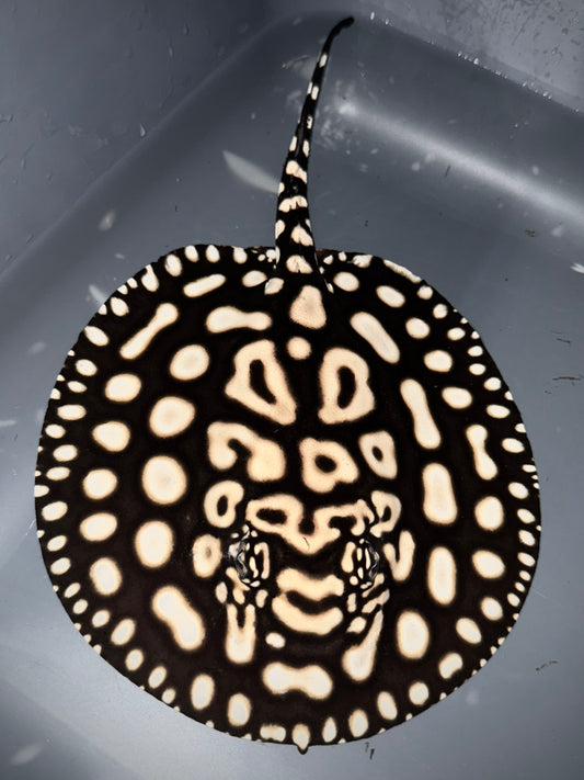 Special Black Diamond Designer Ray Female 16cm