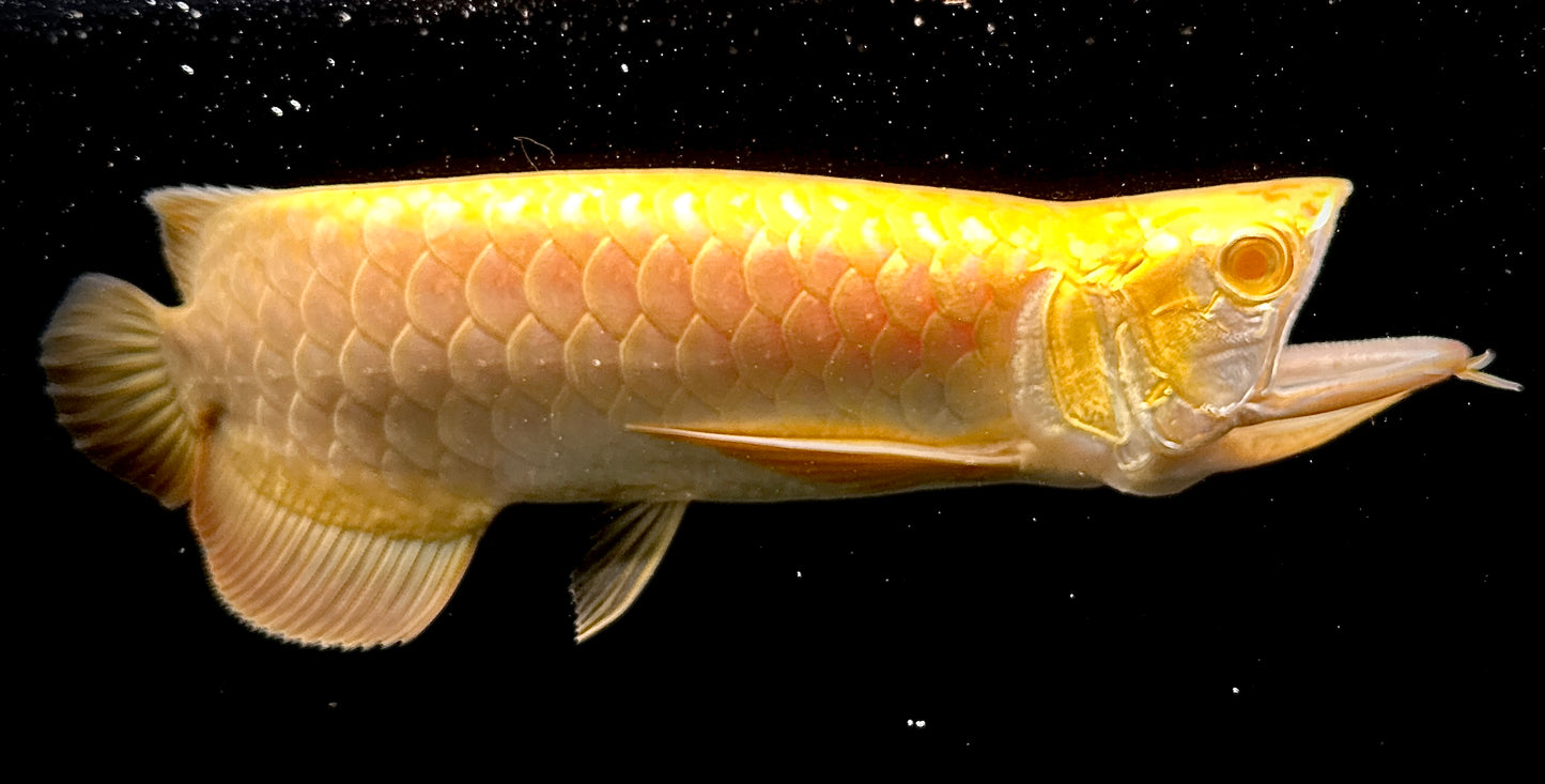 Albino Crossback Arowana (available in 6 weeks)