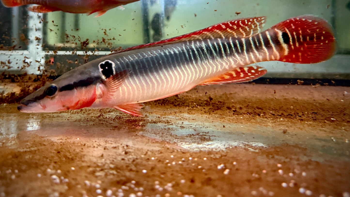 Crenicichla Zebrina 23cm