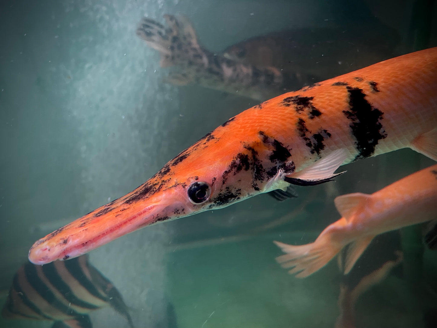 Black Orange Marbled Gar 60cm