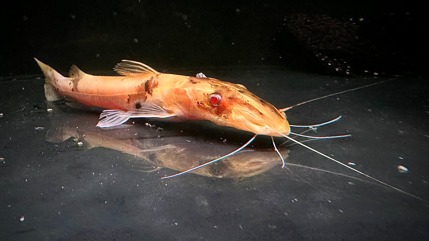 Orange Marbled Tiger Shovelnose Catfish (bent nose)