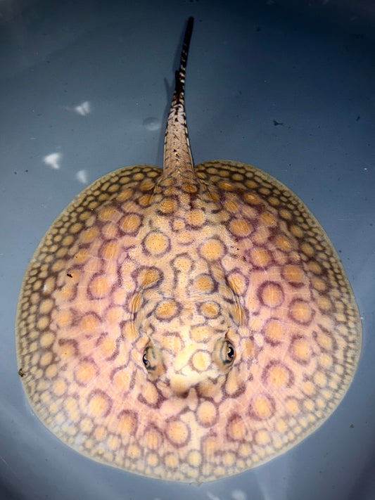 Marbled Motoro female 13cm