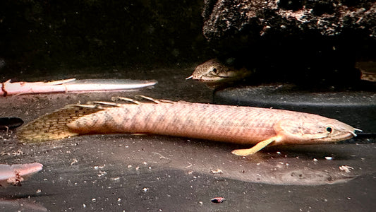 Polypterus Palmas 14cm (wild)