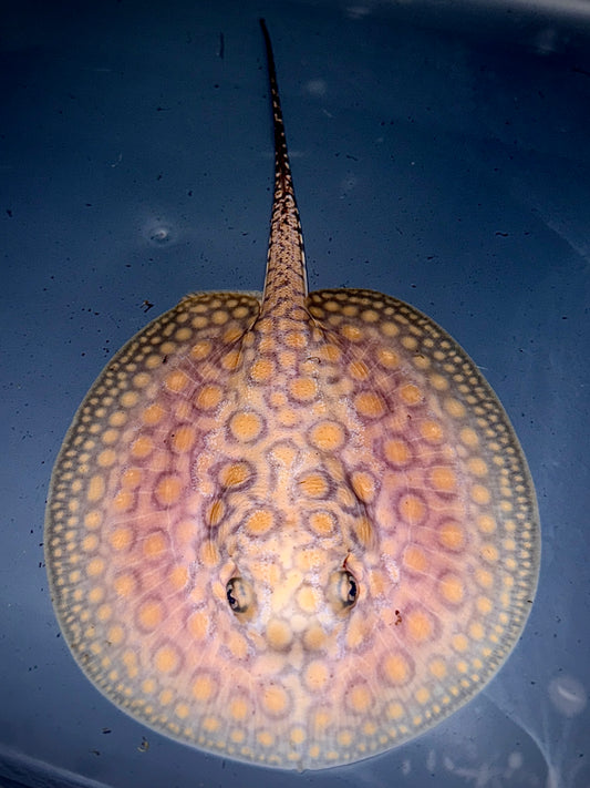 Marbled Motoro female 13cm