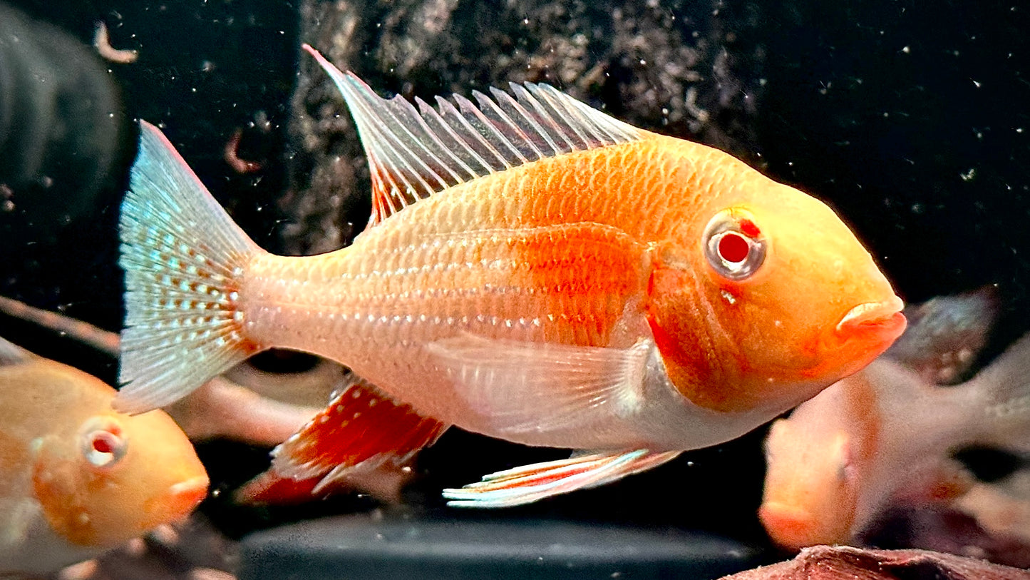 Albino Heckelii group of 10pcs 5cm (pic is of bigger fish)