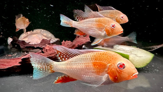 Albino Heckelii group of 10pcs 5cm (pic is of bigger fish)