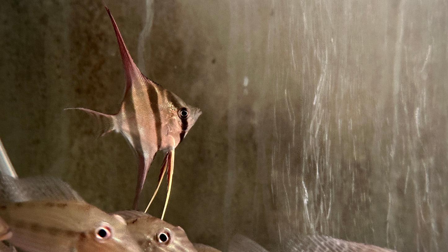 Pterophyllum Altum (wild)