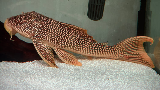 L14 Sunshine Pleco 25-27cm (selected super quality)