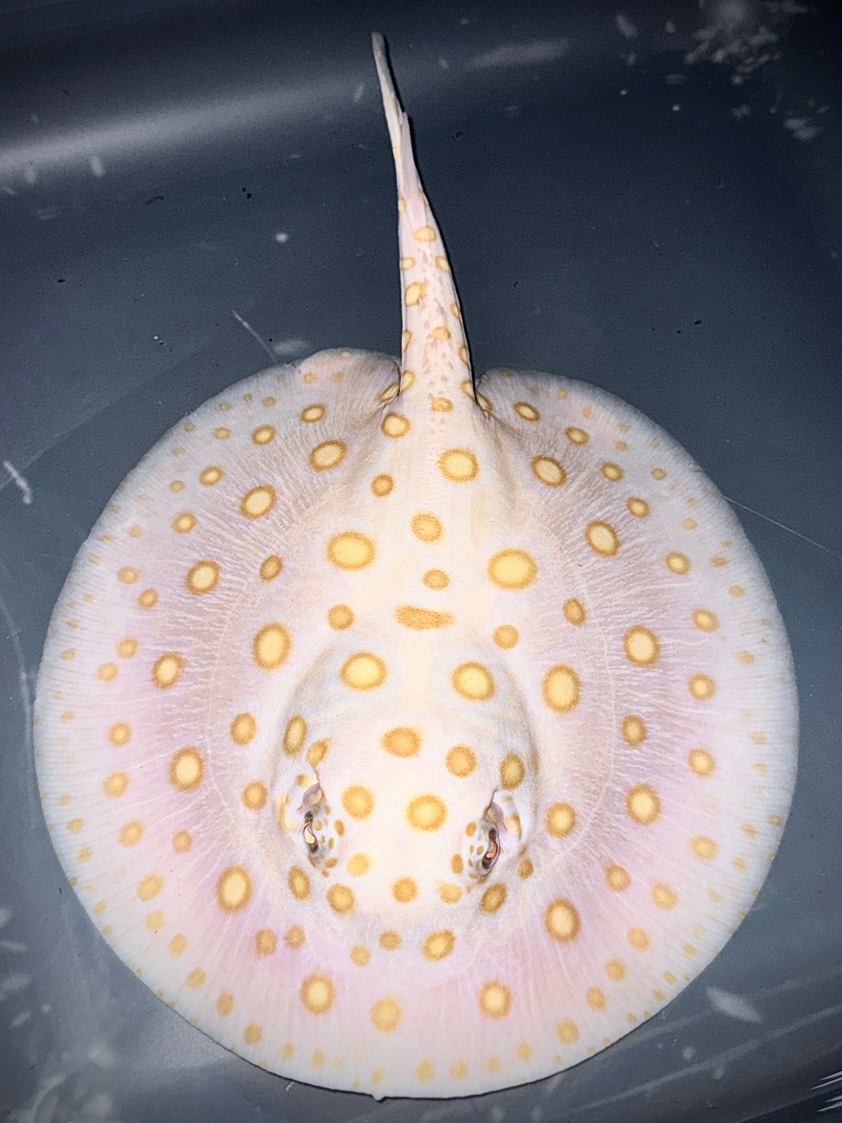 ALBINO BLACK DIAMOND MALE 20CM - POTAMOTRYGON LEOPOLDI (superrare red base pure blood)