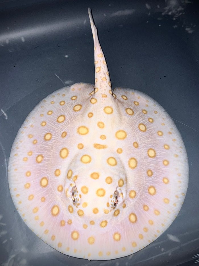 ALBINO BLACK DIAMOND MALE 20CM - POTAMOTRYGON LEOPOLDI (superrare red base pure blood)