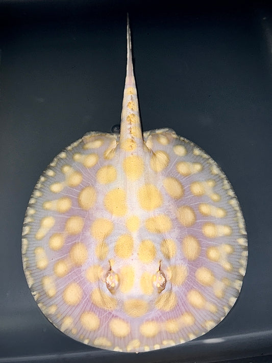 Albino Bigspot Female 15cm