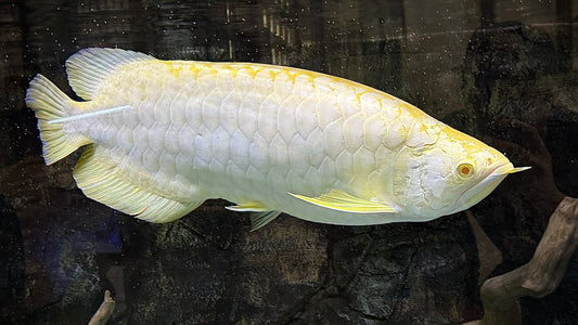 ALBINO CROSSBACK AROWANA 60CM - SCLEROPAGES FORMOSUS