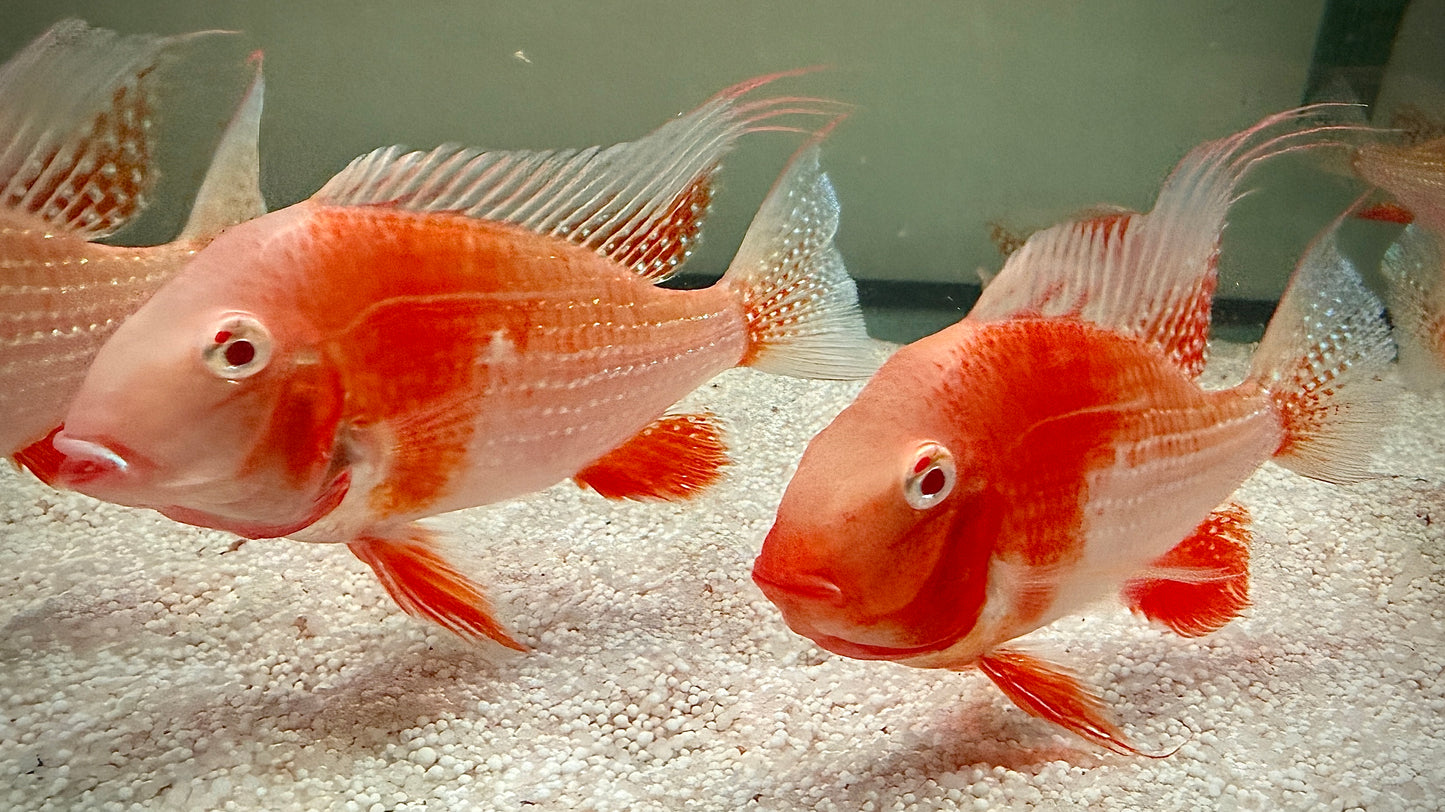 ALBINO THREADFIN ACARA 13CM - ACARICHTHYS HECKELII