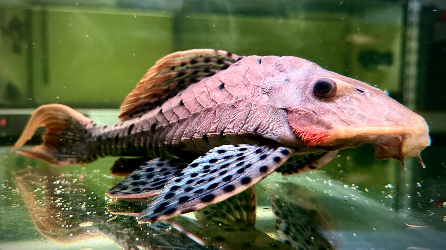 Orange Cheek Pinecone Pleco L95  30cm