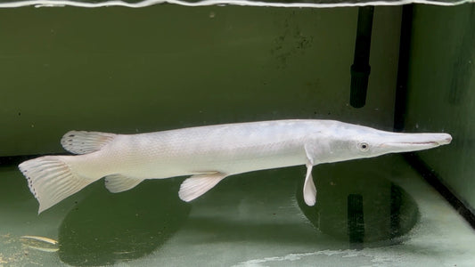 Platinum Alligator Gar 30cm