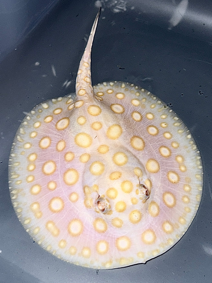 ALBINO BLACK DIAMOND FEMALE 18CM - POTAMOTRYGON LEOPOLDI (superrare red base pure blood)