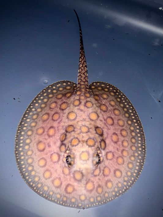 Marbled Motoro male 13cm