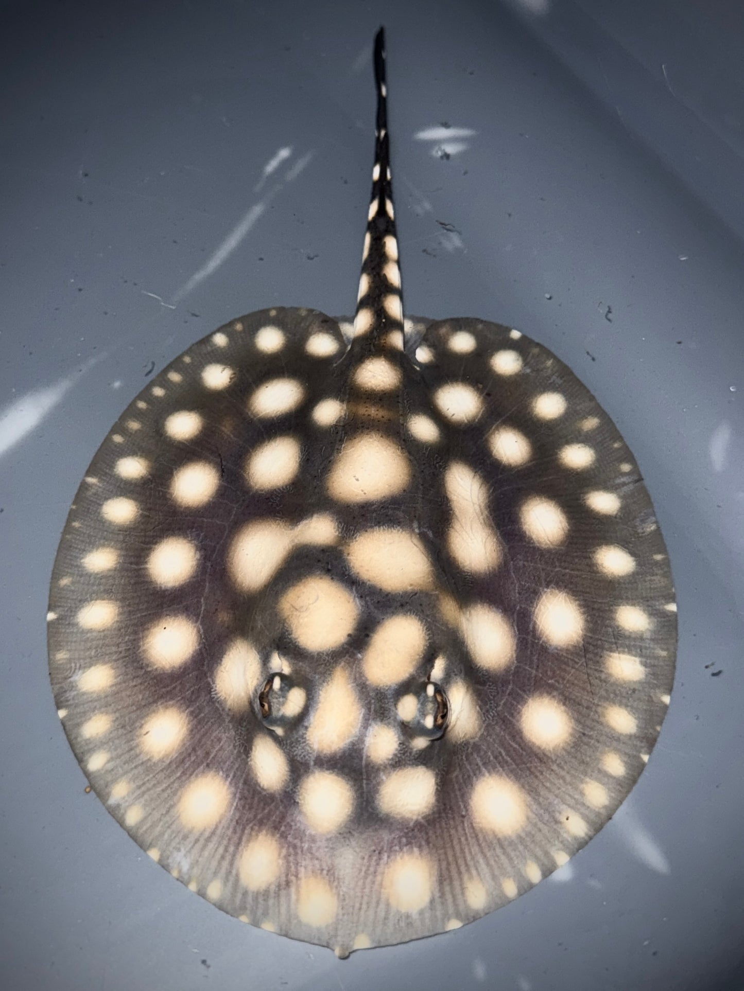 SUPERWHITE BD FEMALE 12CM - POTAMOTRYGON SP.