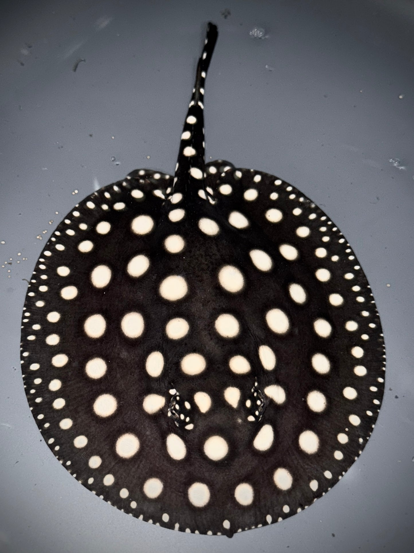 Black Diamond Leopoldi Male 12cm (100% real pure wild bloodline that get more beautiful with age) Check out the video!