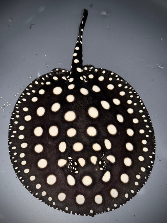 Black Diamond Leopoldi Male 12cm (100% real pure wild bloodline that get more beautiful with age) Check out the video!