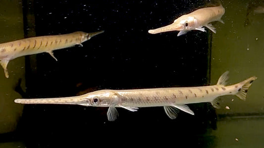 Longnose Gar 50cm