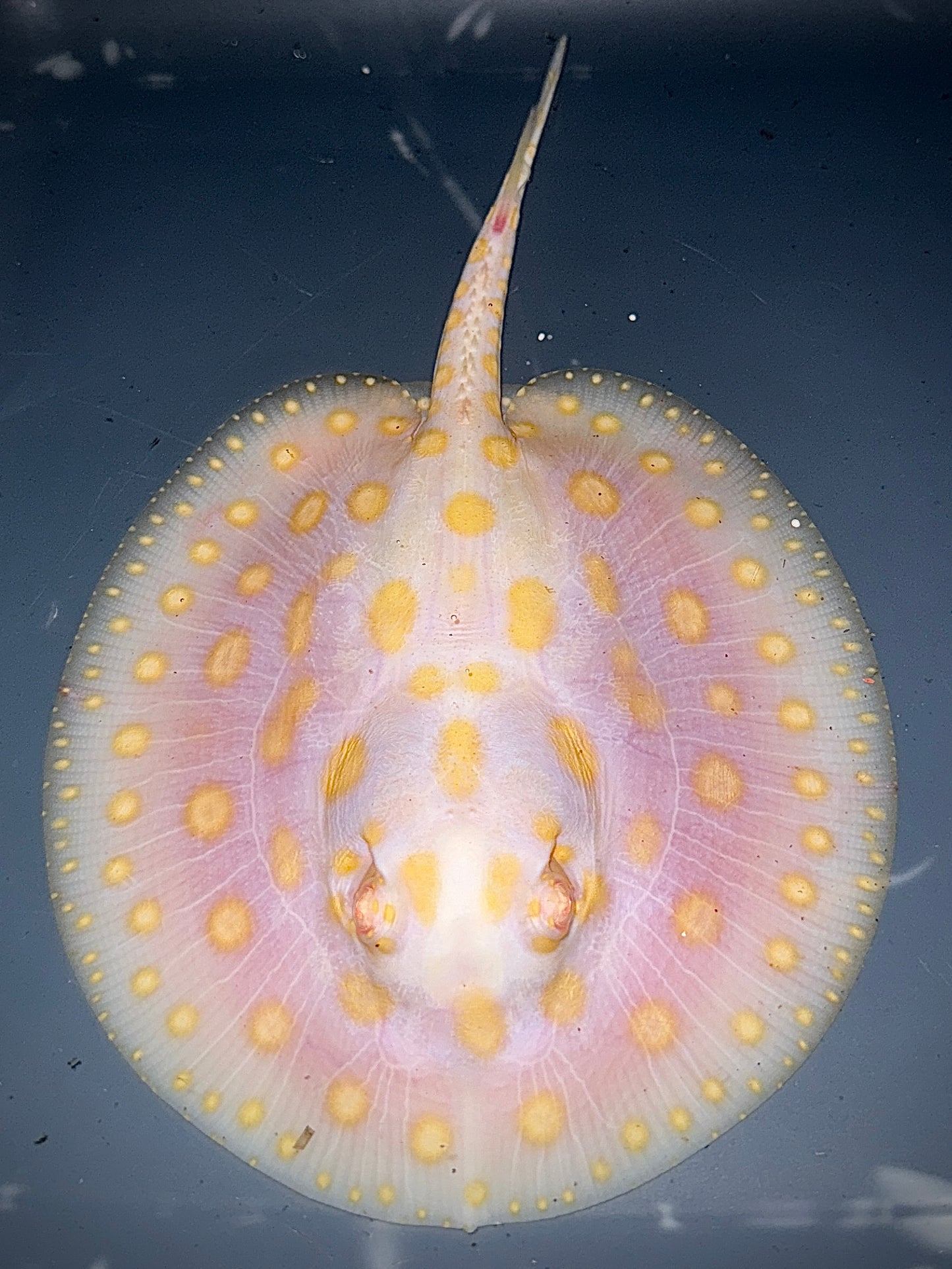 Albino BD Female 14cm