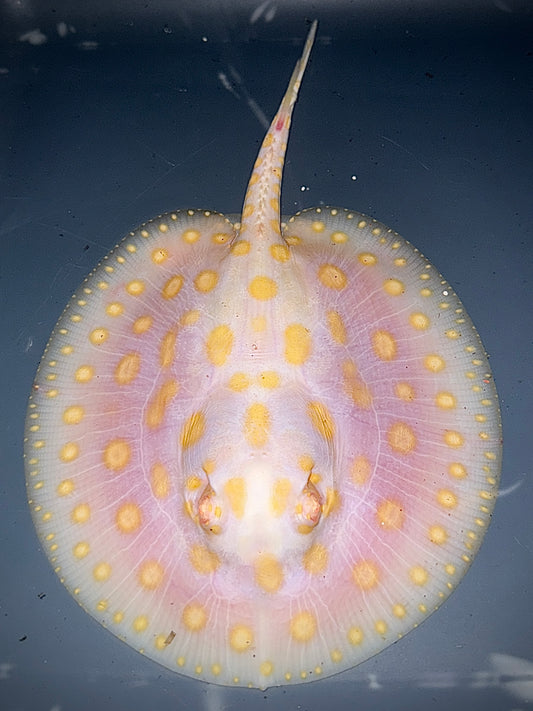 Albino BD Female 14cm