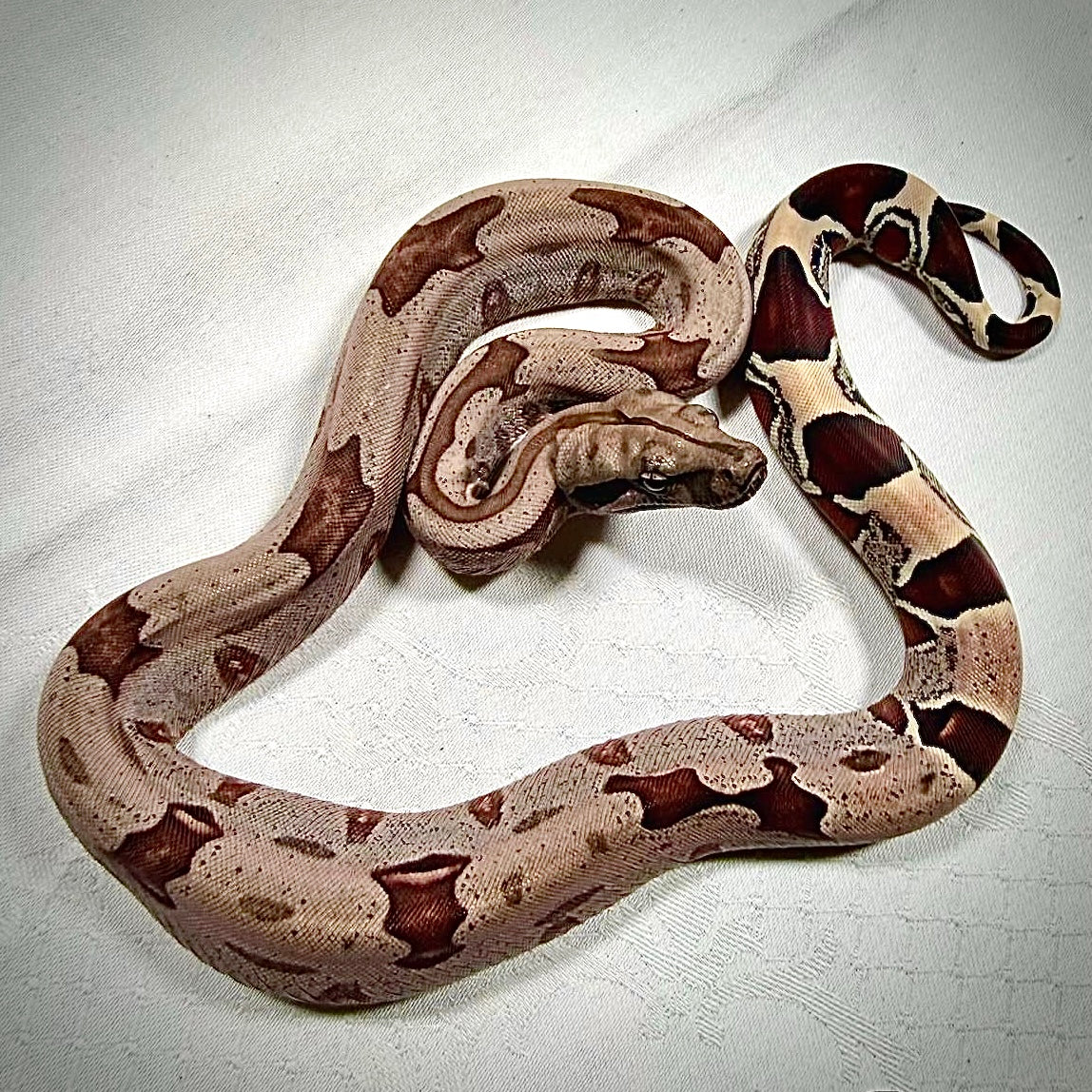 SURINAM REDTAIL BOA BROKOPONDO 40CM - BOA CONSTRICTOR CONSTRICTOR