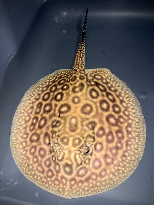 BLOND PEARL FEMALE 15CM - POTAMOTRYGON JABUTI (very light base)