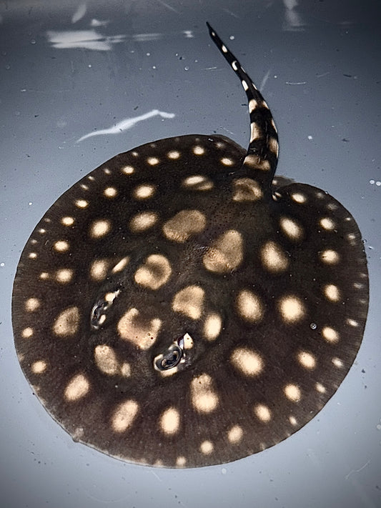 Superwhite x Blackdiamondhenlei Male 12cm