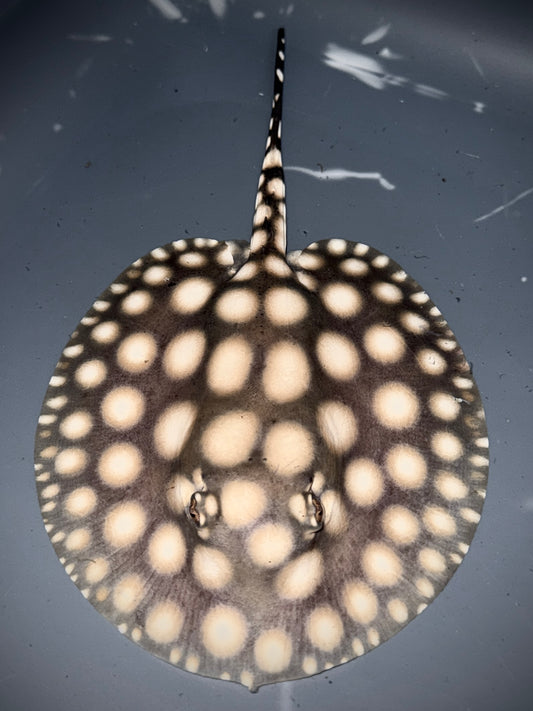 SUPERWHITE BD MALE 12CM - POTAMOTRYGON SP.