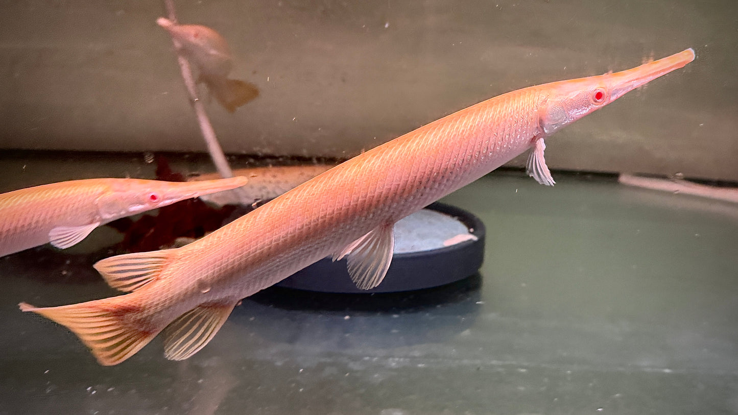 ALBINO FLORIDA GAR 30CM -  LEPISOSTEUS PLATYRHINCUS