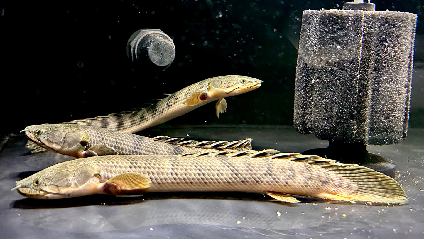 Polypterus Weeksii 25cm (wild)