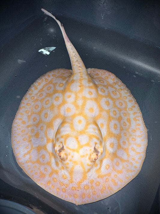 Albino Goldenbase Pearl Male 22cm