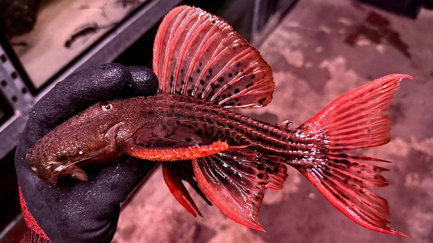 L25 Scarlet Pleco 30cm (top quality, one of the best pieces ever)
