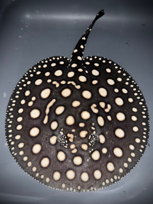 BLACK DIAMOND MALE 18CM - POTAMOTRYGON LEOPOLDI (pure wild bloodline guaranteed)