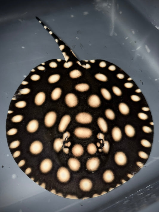 BD Hybrid female 16cm