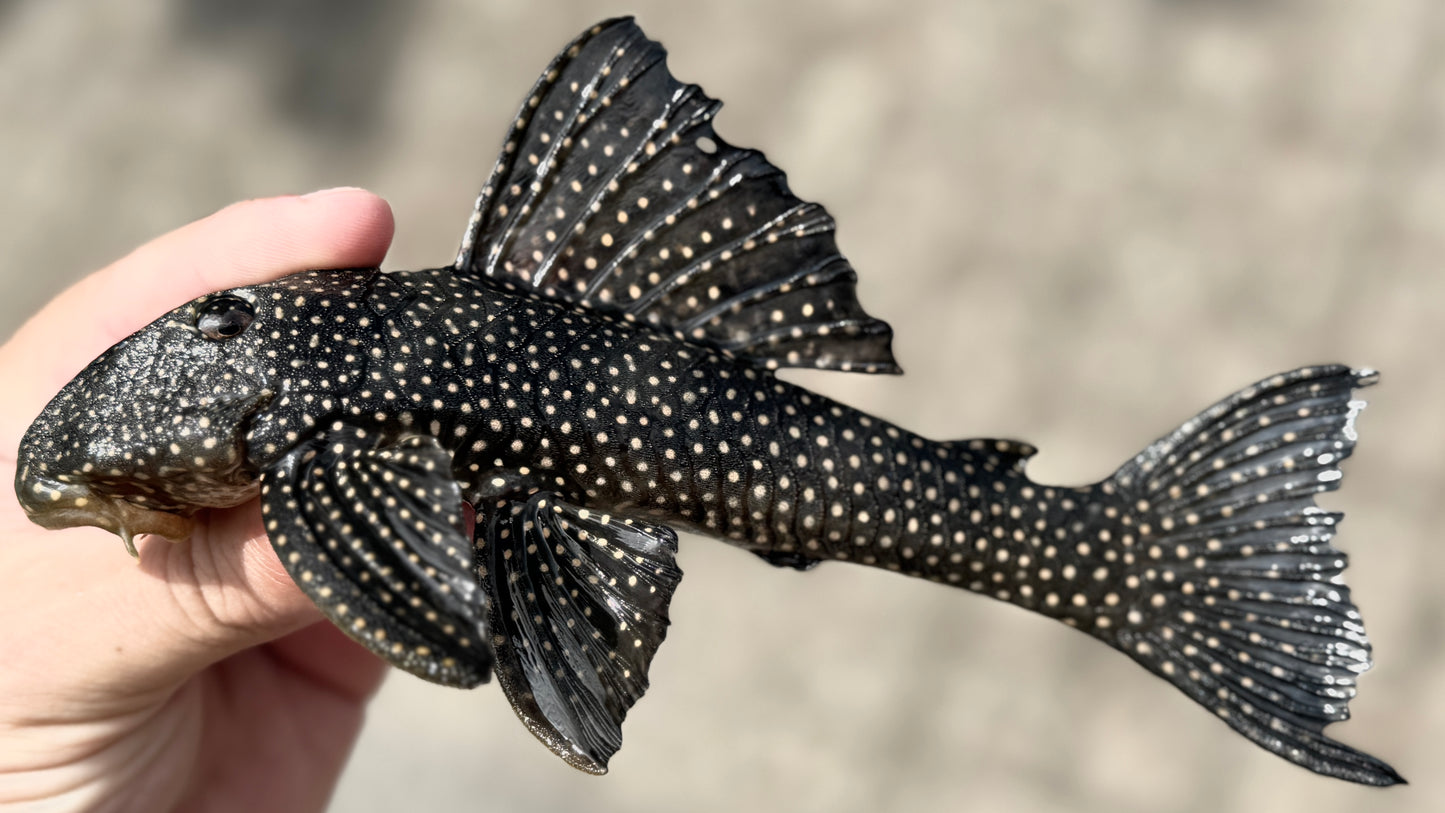 L48 Scobiancistrus cf. Pariolispos 22cm