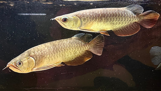 Pair of Highback Arowanas