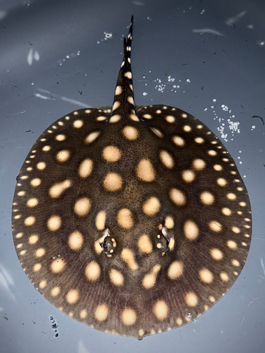 Superwhite x Blackdiamondhenlei Female 15cm