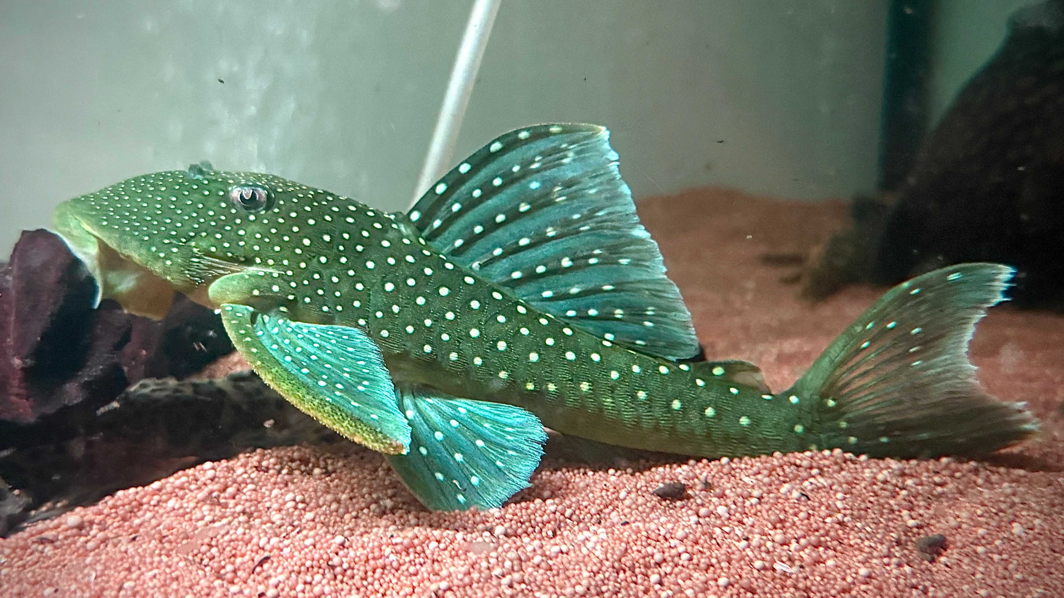 L128 - BLUE PHANTOM PLECO 20CM - HEMIANCISTRUS SP. (rare so big ...