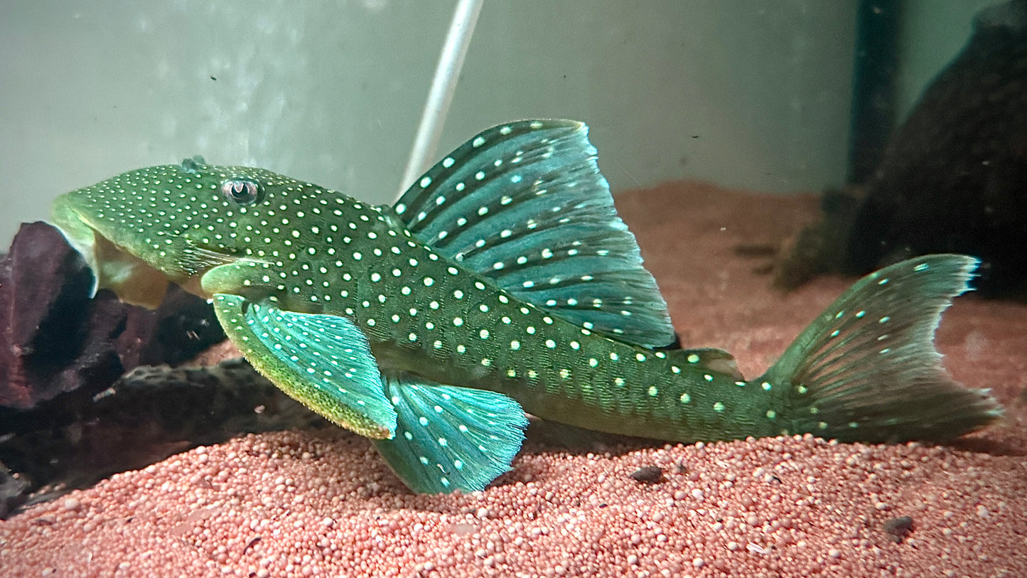 L128 - BLUE PHANTOM PLECO 20CM - HEMIANCISTRUS SP.  (rare so big)