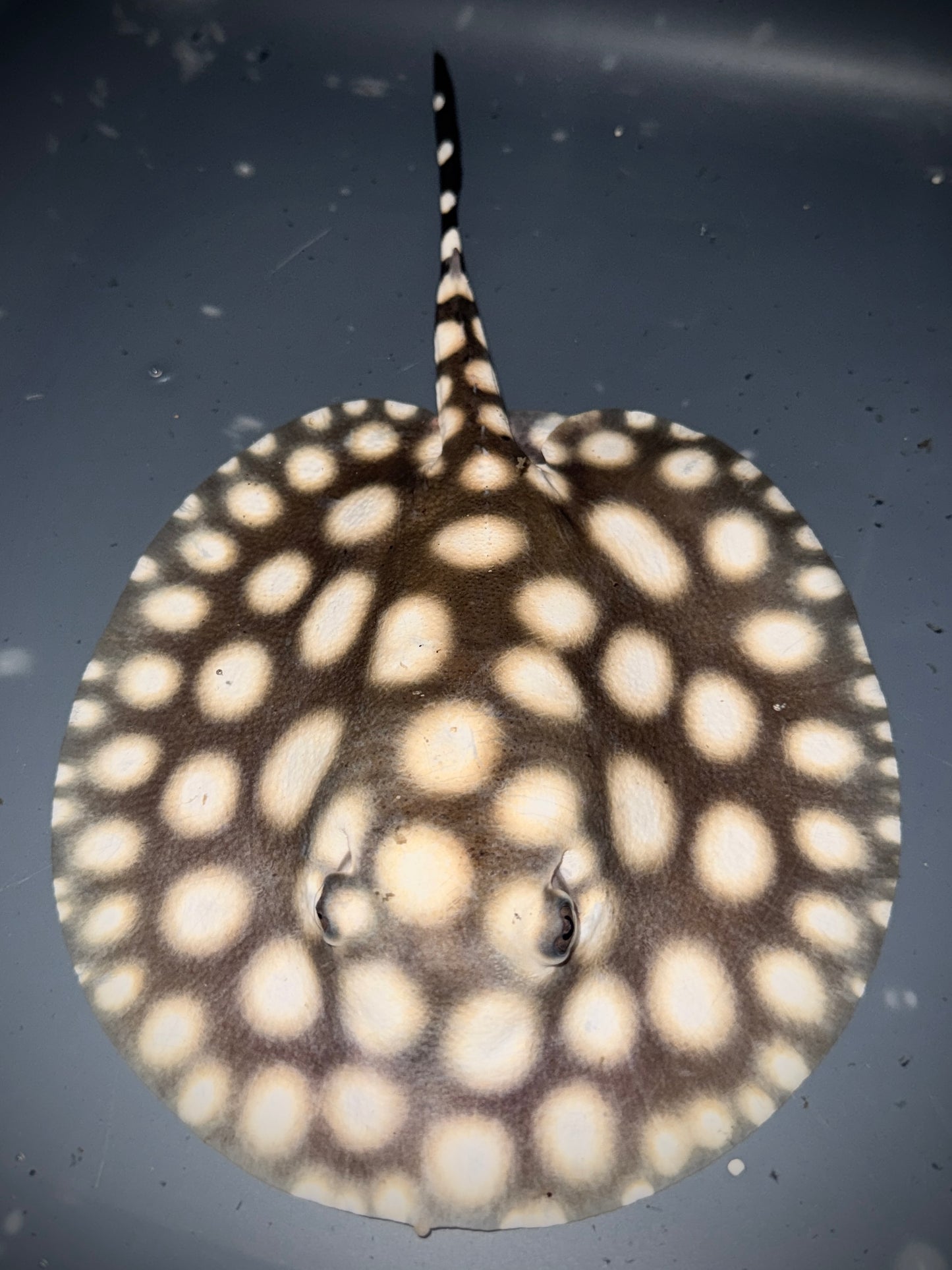SUPERWHITE HENLEI FEMALE 16CM - POTAMOTRYGON SP.