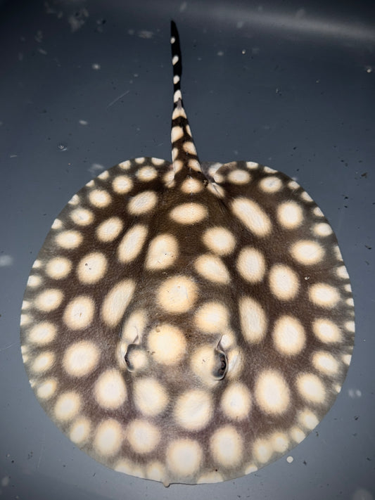 SUPERWHITE HENLEI FEMALE 16CM - POTAMOTRYGON SP.