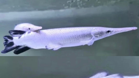 Platinum Tropical Gar 35cm VERY RARE!