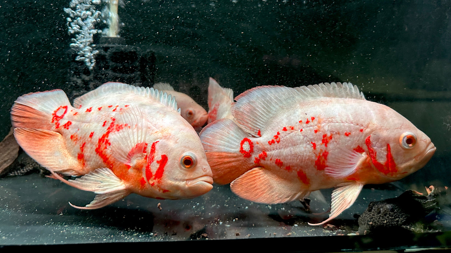 Albino Oscars group of 10pcs 6cm