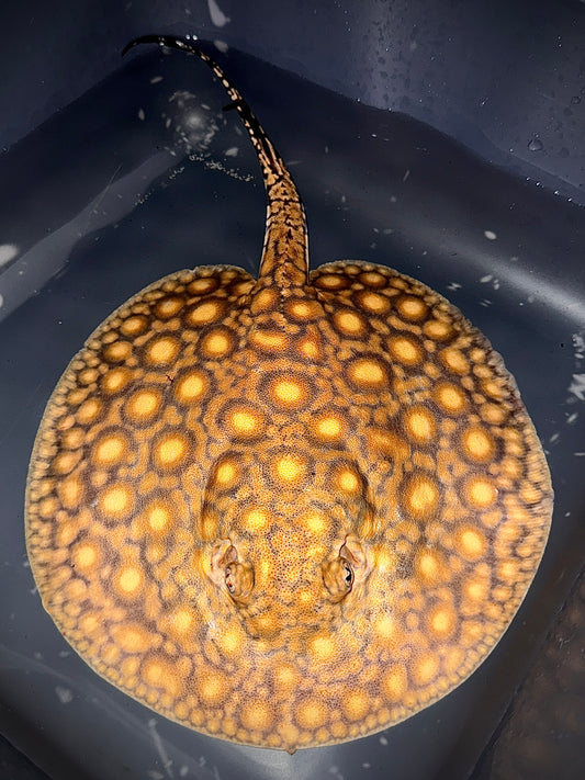 BOESEMANI 75% X KING HENLEI 25% MALE 23CM - POTAMOTRYGON SP. (much stronger than Boes.) (Copy)
