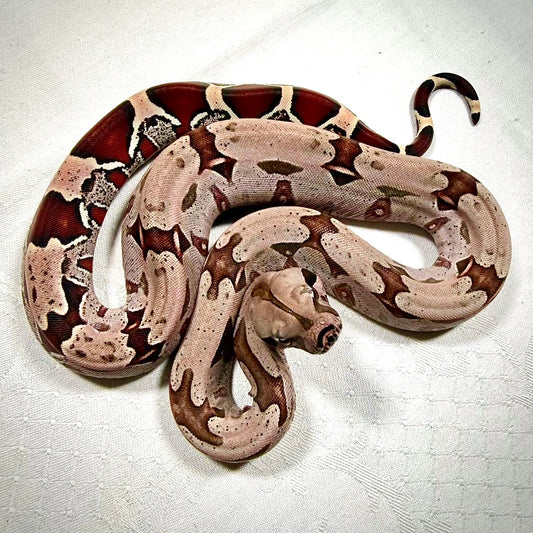 SURINAM REDTAIL BOA BROKOPONDO 40CM - BOA CONSTRICTOR CONSTRICTOR