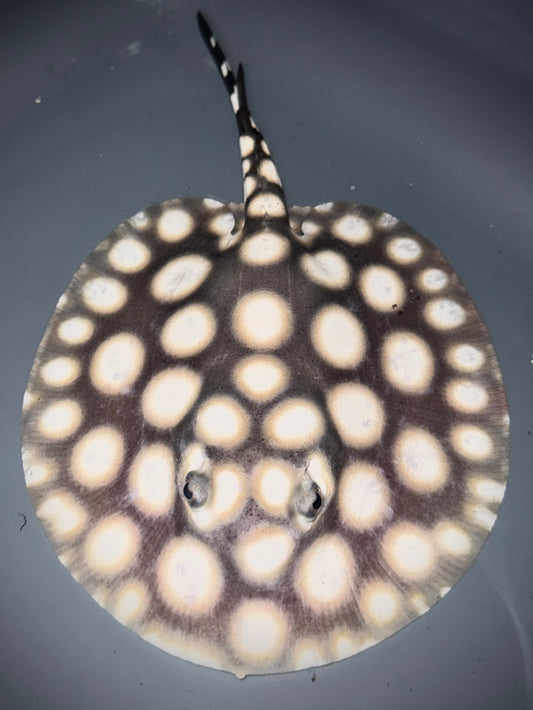 SUPERWHITE BD MALE 14CM - POTAMOTRYGON SP.